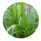DwarfGiantFarm 2000Pcs A Set Pennisetum sinese Roxb Seed Prodgf