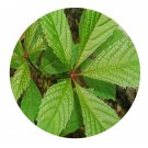 DwarfGiantFarm 200Pcs A Set Parthenocissus laetevirens Seed Prodgf
