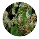 DwarfGiantFarm 200Pcs A Set Pentaphylax euryoides Gardn. et Champ Seed Prodgf