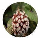 DwarfGiantFarm 200Pcs A Set Petasites tricholobus Seed  Prodgf