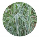 DwarfGiantFarm 200Pcs A Set Phalaris arundinacea var. picta Seed  Prodgf