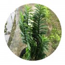 DwarfGiantFarm 200Pcs A Set Pedilanthus tithymalodes Nanus Seed  Prodgf