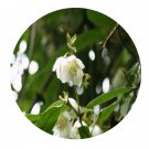 DwarfGiantFarm 200Pcs A Set Philadelphus purpurascens Seed   Prodgf