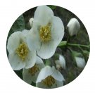 DwarfGiantFarm 200Pcs A Set Philadelphus delavayi Seed   Prodgf