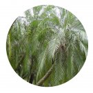 DwarfGiantFarm 200Pcs A Set Phoenix roebelenii Seed   Prodgf
