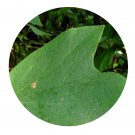 DwarfGiantFarm 200Pcs A Set Passifloraceae nom. conserv Seed  Prodgf