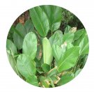 DwarfGiantFarm 200Pcs A Set Phrynium capitatum Willd Seed   Prodgf