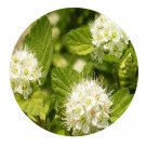 DwarfGiantFarm 200Pcs A Set Phvsocarous opulifolius var.luteus Seed   Prodgf
