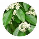 DwarfGiantFarm 200Pcs A Set Photinia benthamiana Seed   Prodgf