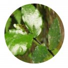 DwarfGiantFarm 200Pcs A Set Pellionia repens Seed    Prodgf