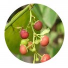 DwarfGiantFarm 200Pcs A Set Phyllanthus reticulatus Seed Prodgf