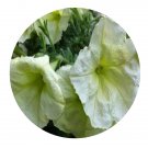 DwarfGiantFarm 2000Pcs A Set Petunia hybrida Vilm Seed Prodgf