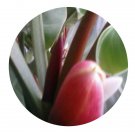 DwarfGiantFarm 200Pcs A Set Philodendron imbe Seed Prodgf