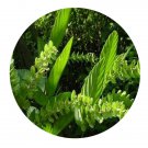 DwarfGiantFarm 200Pcs A Set Phyllodium pulchellum Seed  Prodgf