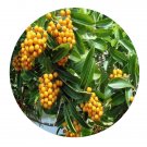 DwarfGiantFarm 200Pcs A Set Pittosporum formosanum Hayata Seed  Prodgf