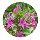 DwarfGiantFarm 200Pcs A Set Pseuderanthemum laxiflorum Seed  Prodgf