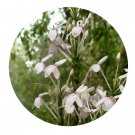 DwarfGiantFarm 200Pcs A Set Pseuderanthemum polyanthum Seed  Prodgf