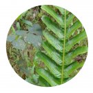 DwarfGiantFarm 200Pcs A Set Pseudodrynaria coronans Seed Prodgf