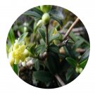 DwarfGiantFarm 200Pcs A Set Pittosporum heterophyllum Franch Seed Prodgf