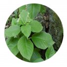 DwarfGiantFarm 200Pcs A Set Pseudochiritaguangxiensis Seed Prodgf