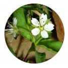 DwarfGiantFarm 200Pcs A Set Pseudostellaria heterophylla Seed Prodgf