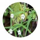 DwarfGiantFarm 200Pcs A Set Pseudostellaria sylvatica Seed Prodgf