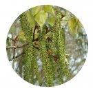 DwarfGiantFarm 200Pcs A Set Populus adenopoda Seed  Prodgf