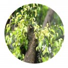 DwarfGiantFarm 200Pcs A Set Pterocarpus indicus Seed Prodgf
