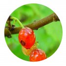DwarfGiantFarm 200Pcs A Set Ribes Seed Prodgf