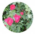 DwarfGiantFarm 200Pcs A Set Rosa hybrida Seed Prodgf