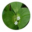 DwarfGiantFarm 200Pcs A Set Richardia scabra Seed  Prodgf