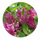DwarfGiantFarm 200Pcs A Set Robinia hispida Seed  Prodgf