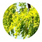 DwarfGiantFarm 200Pcs A Set Robinia pseudoacacia Seed  Prodgf