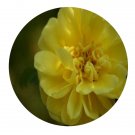 DwarfGiantFarm 200Pcs A Set Rosa xanthina Seed  Prodgf