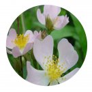 DwarfGiantFarm 200Pcs A Set Rosa multiflora Thunb. Seed  Prodgf