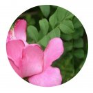 DwarfGiantFarm 200Pcs A Set Rosa roxburghii Seed  Prodgf
