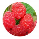 DwarfGiantFarm 200Pcs A Set Rubus corchorifolius Linn Seed  Prodgf