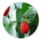 DwarfGiantFarm 200Pcs A Set Rubus chingii Hu Seed  Prodgf
