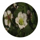DwarfGiantFarm 200Pcs A Set Rubus amabilis Focke Seed Prodgf