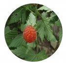 DwarfGiantFarm 200Pcs A Set rubus chingii Seed Prodgf