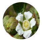 DwarfGiantFarm 200Pcs A Set Rubus ellipticus Smith var Seed Prodgf