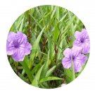 DwarfGiantFarm 200Pcs A Set Ruellia brittoniana. Seed Prodgf