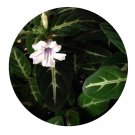 DwarfGiantFarm 200Pcs A Set Ruellia makoyana Seed Prodgf
