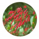 DwarfGiantFarm 200Pcs A Set Russelia equisetiformis Seed Prodgf