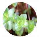 DwarfGiantFarm 200Pcs A Set Rotalaro tundifolia Seed  Prodgf