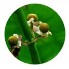 DwarfGiantFarm 200Pcs A Set Sagittaria sagittifolia Seed  Prodgf