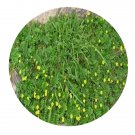 DwarfGiantFarm 200Pcs A Set Rosaceae Seed Prodgf
