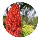 DwarfGiantFarm 200Pcs A Set Rhus typhina Nutt Seed Prodgf