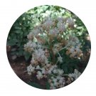 DwarfGiantFarm 200Pcs A Set Rodgersia pinnata Seed Prodgf