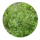 DwarfGiantFarm 200Pcs A Set Rosa marretii Seed  Prodgf